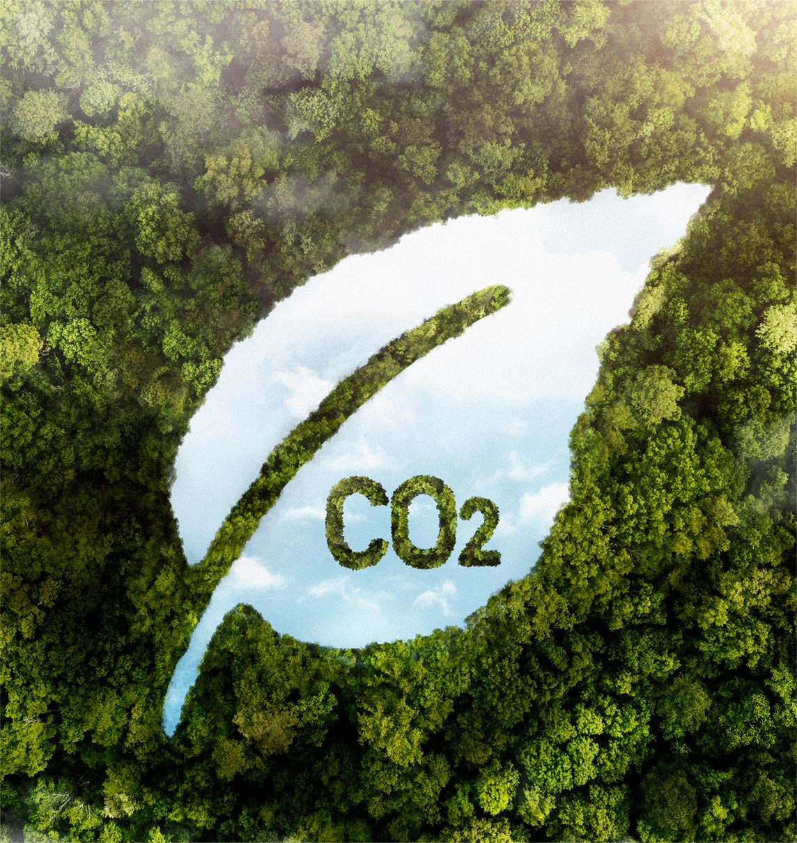 view-green-forest-trees-with-co2